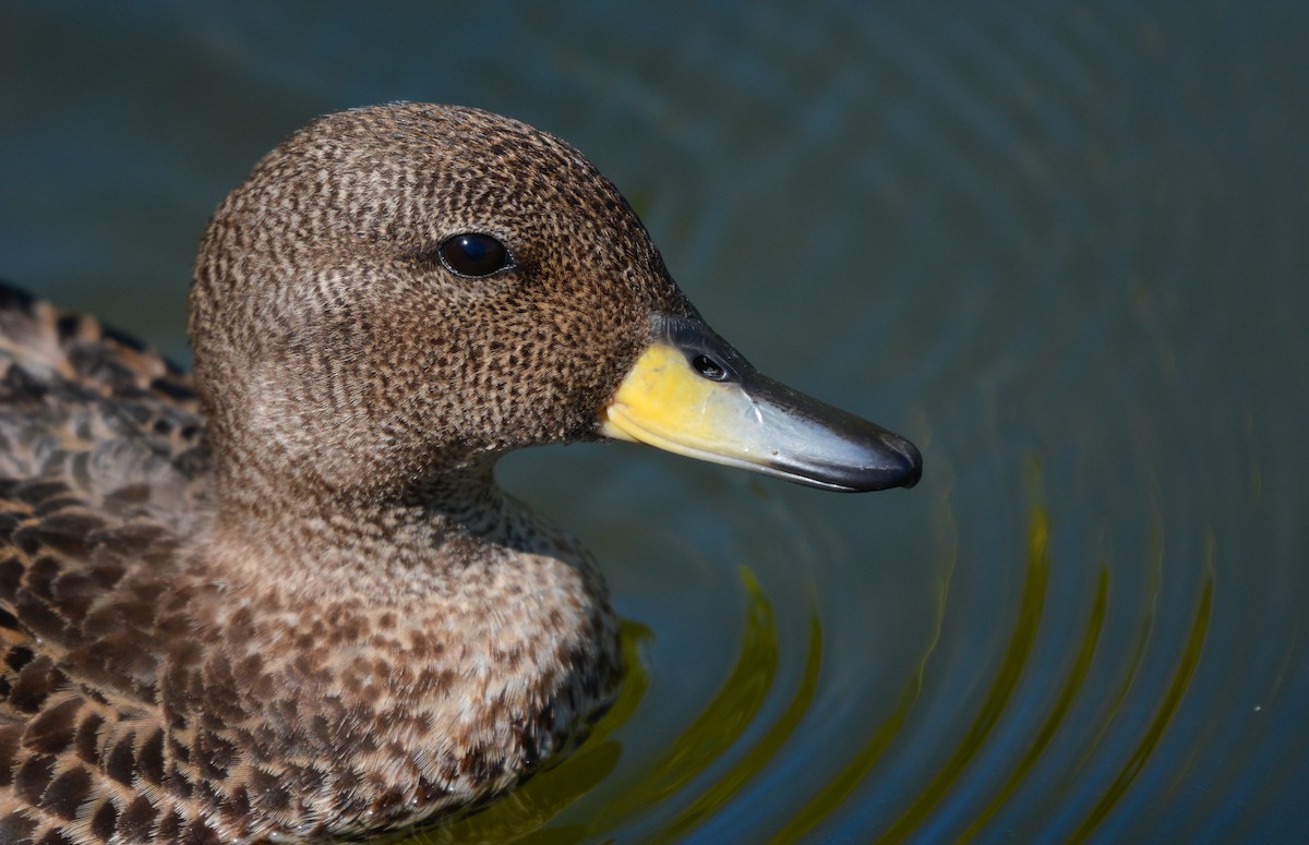 Sarcelle tachetée - ML648655312