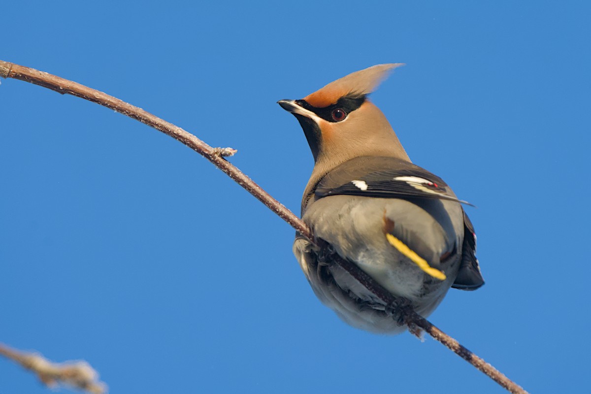 brkoslav severní - ML648655389