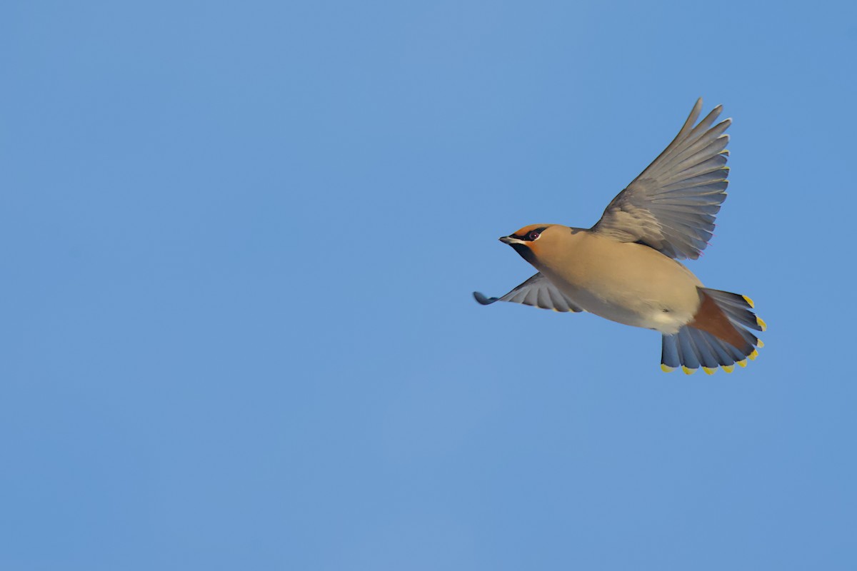 brkoslav severní - ML648655565