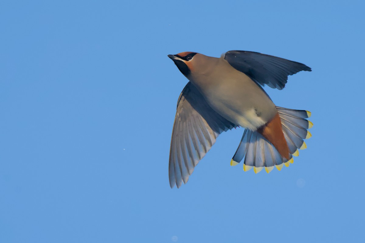 brkoslav severní - ML648655566