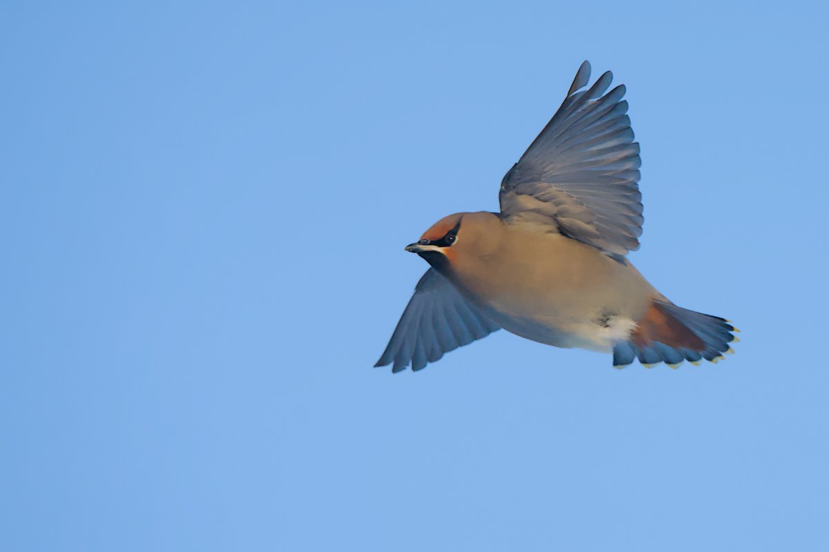 brkoslav severní - ML648655567