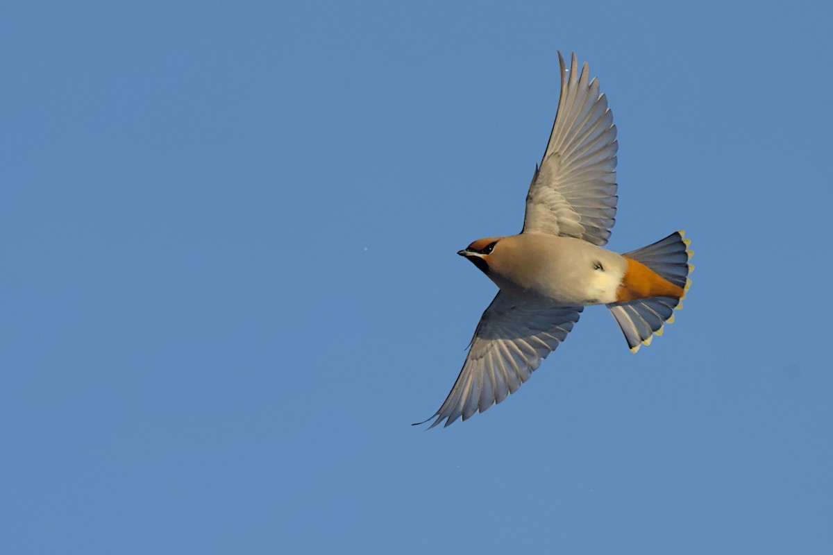 brkoslav severní - ML648655568