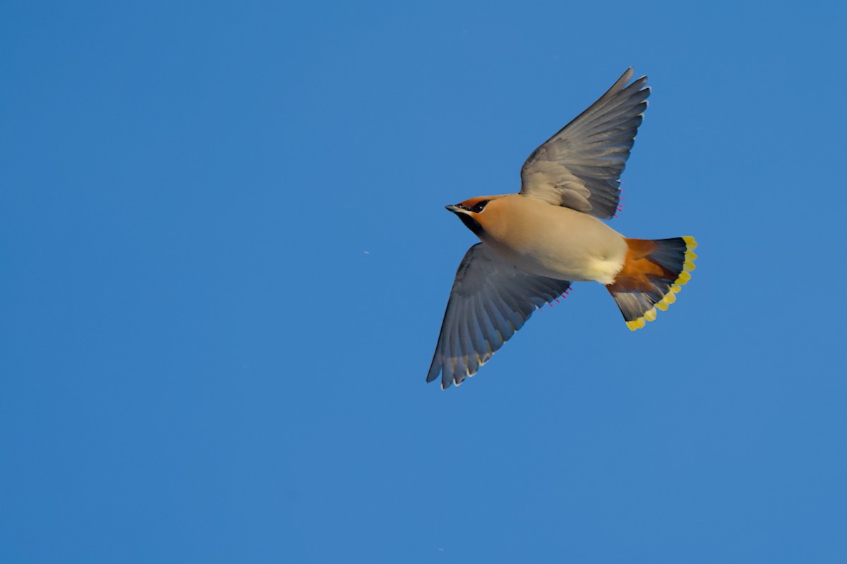 brkoslav severní - ML648655569