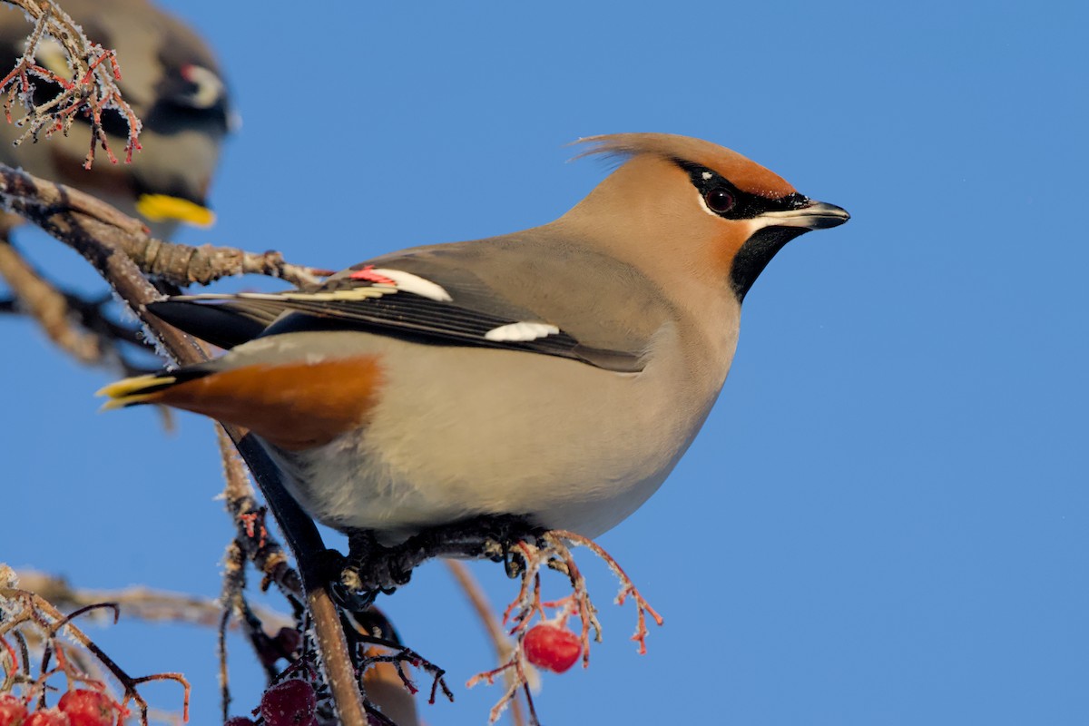 brkoslav severní - ML648655570