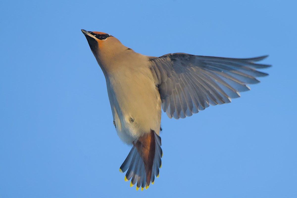 brkoslav severní - ML648655571