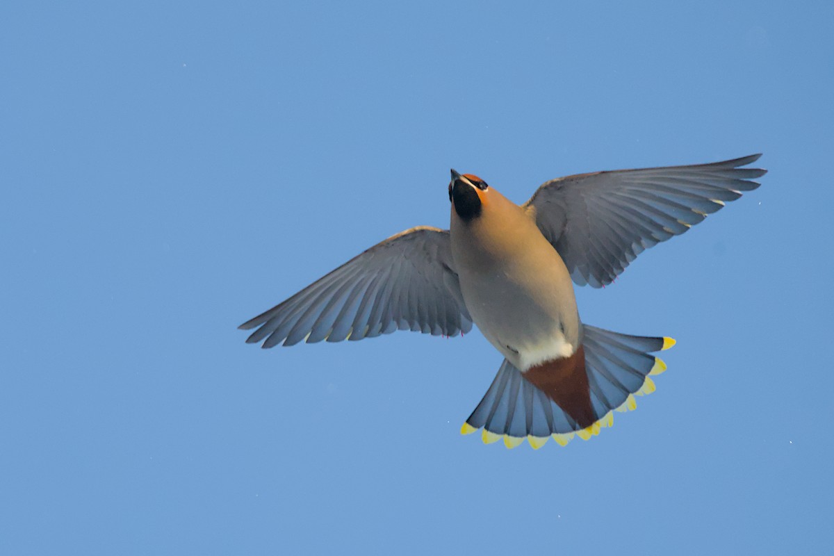 brkoslav severní - ML648655572