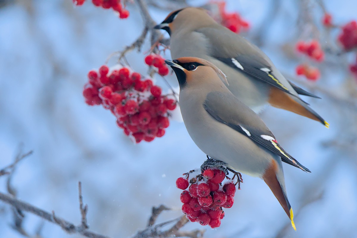 brkoslav severní - ML648655573