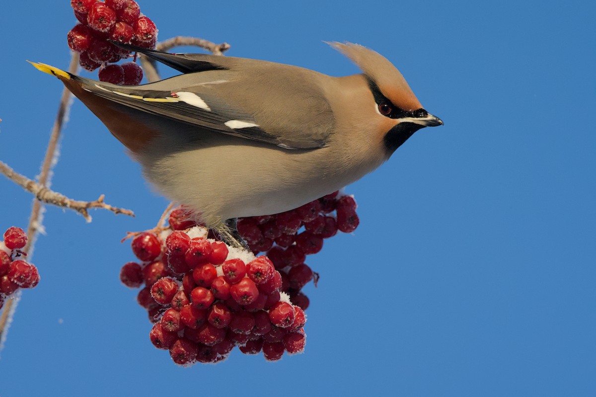 brkoslav severní - ML648655574