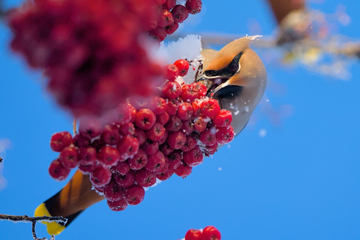 brkoslav severní - ML648655575