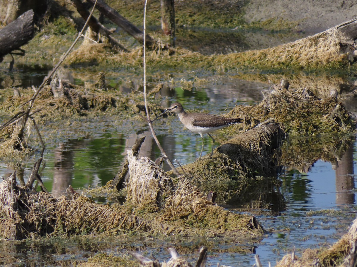 コシグロクサシギ - ML648655740