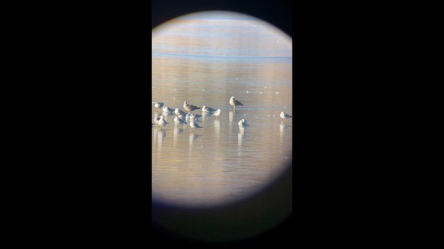 שחף בלתי-מזוהה - ML648656088