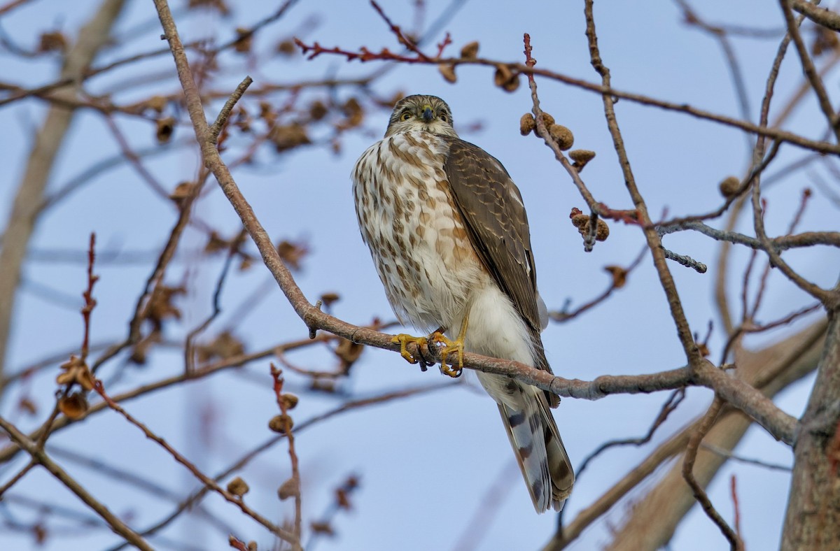 Американский перепелятник - ML648656151