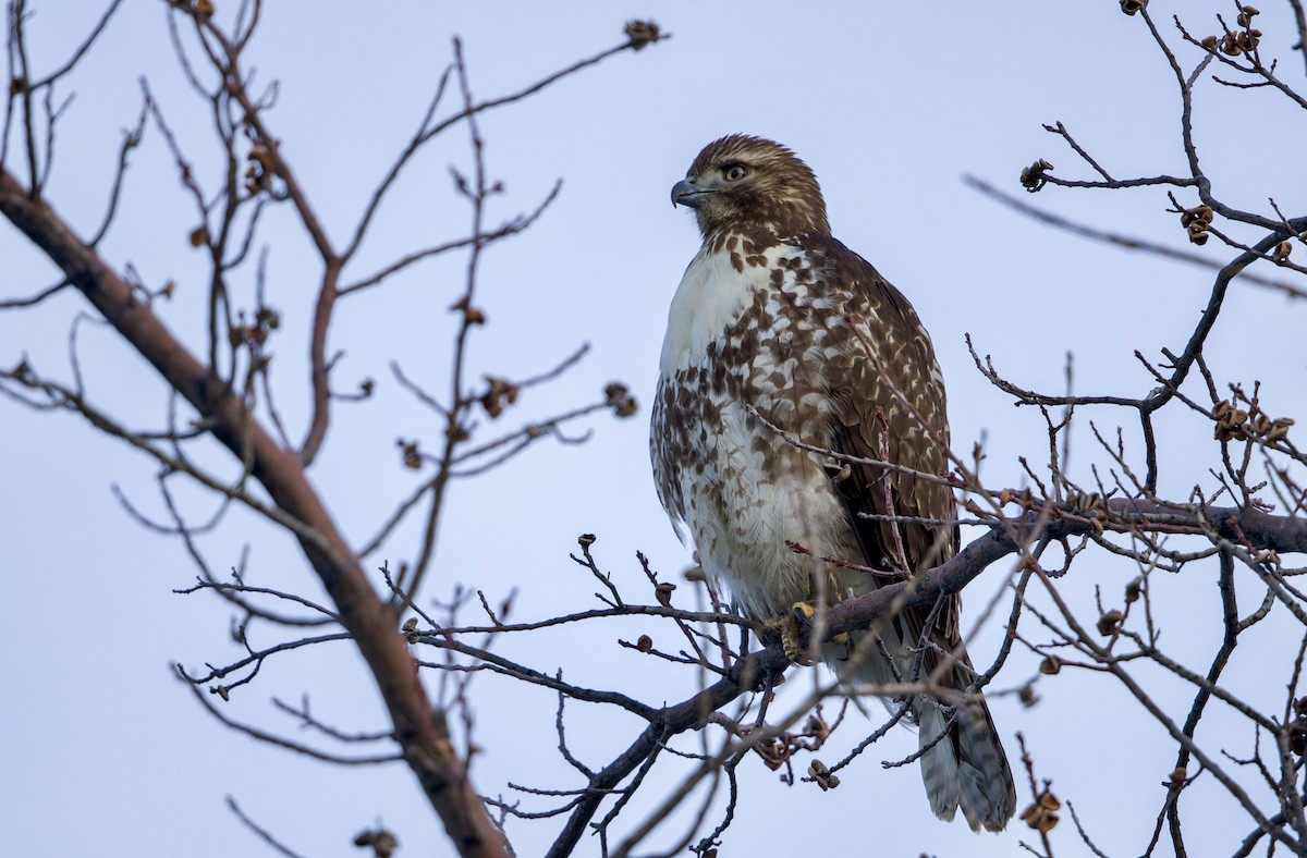 Краснохвостый канюк - ML648656187