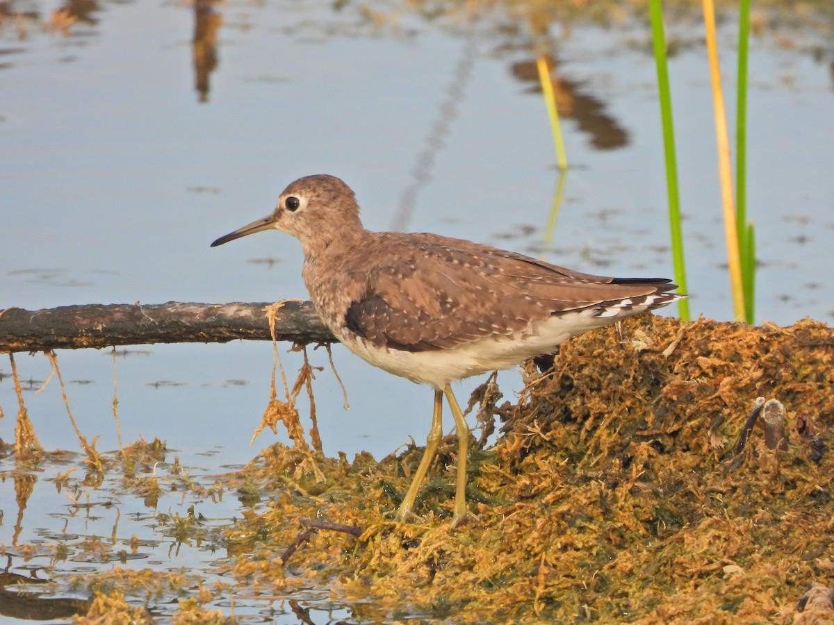 コシグロクサシギ - ML648656496