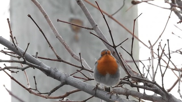 European Robin - ML648656515
