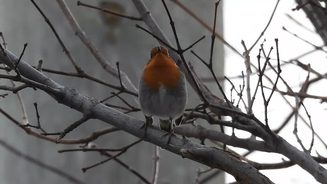 European Robin - ML648656516