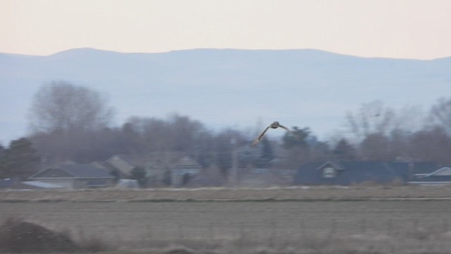 Short-eared Owl - ML648657099