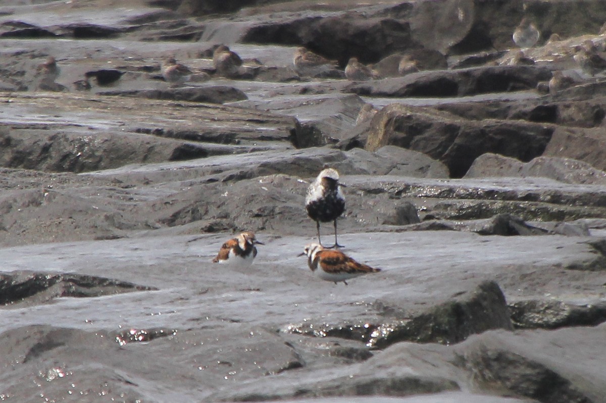 Ruddy Turnstone - ML648657197