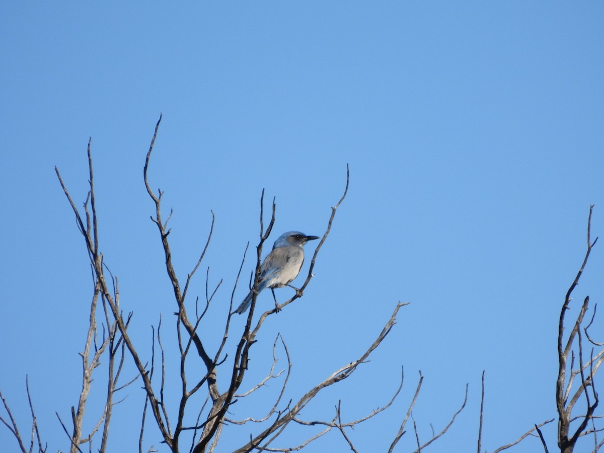 Chara de Woodhouse - ML648657274