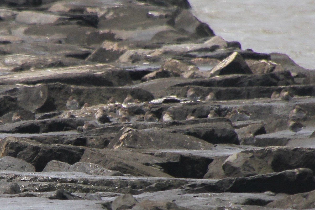 Purple Sandpiper - ML648657323