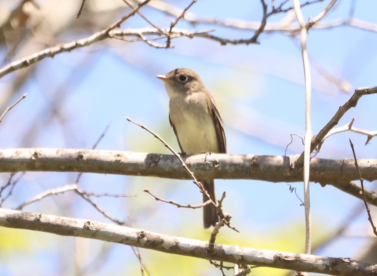 Mosquero Ventriamarillo - ML648657602