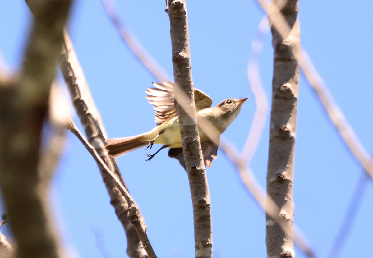 Mosquero Ventriamarillo - ML648657603