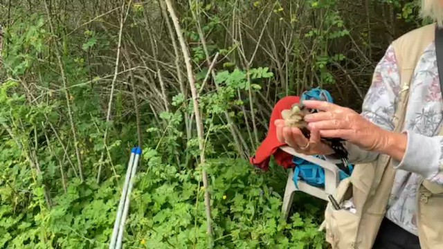 Evening Grosbeak - ML648657623