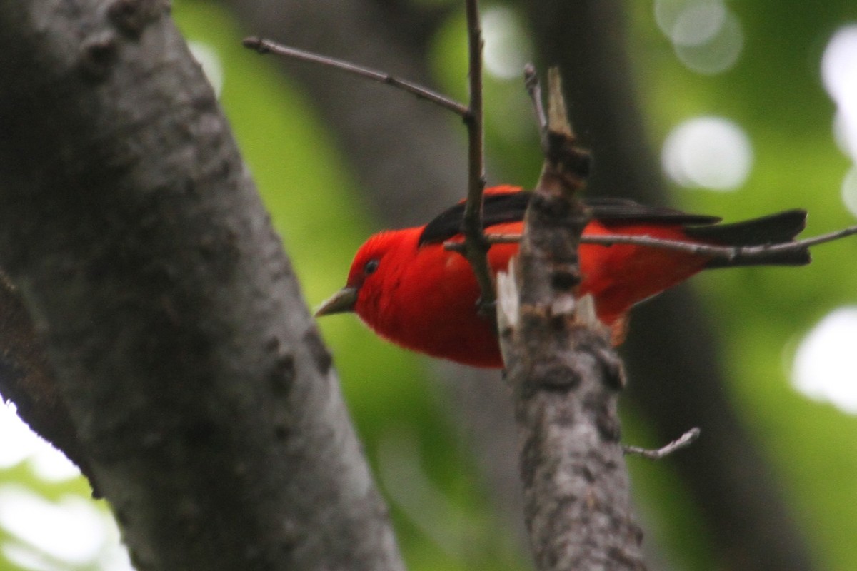 Scarlet Tanager - ML648657645