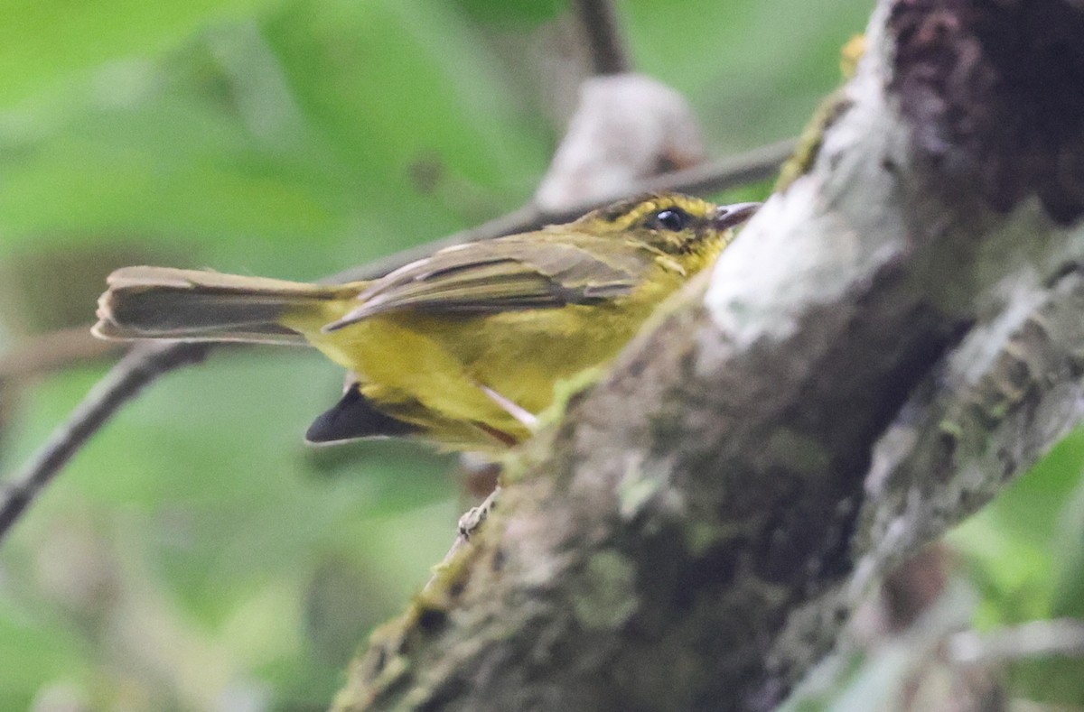 Reinita Ventridorada - ML648657774