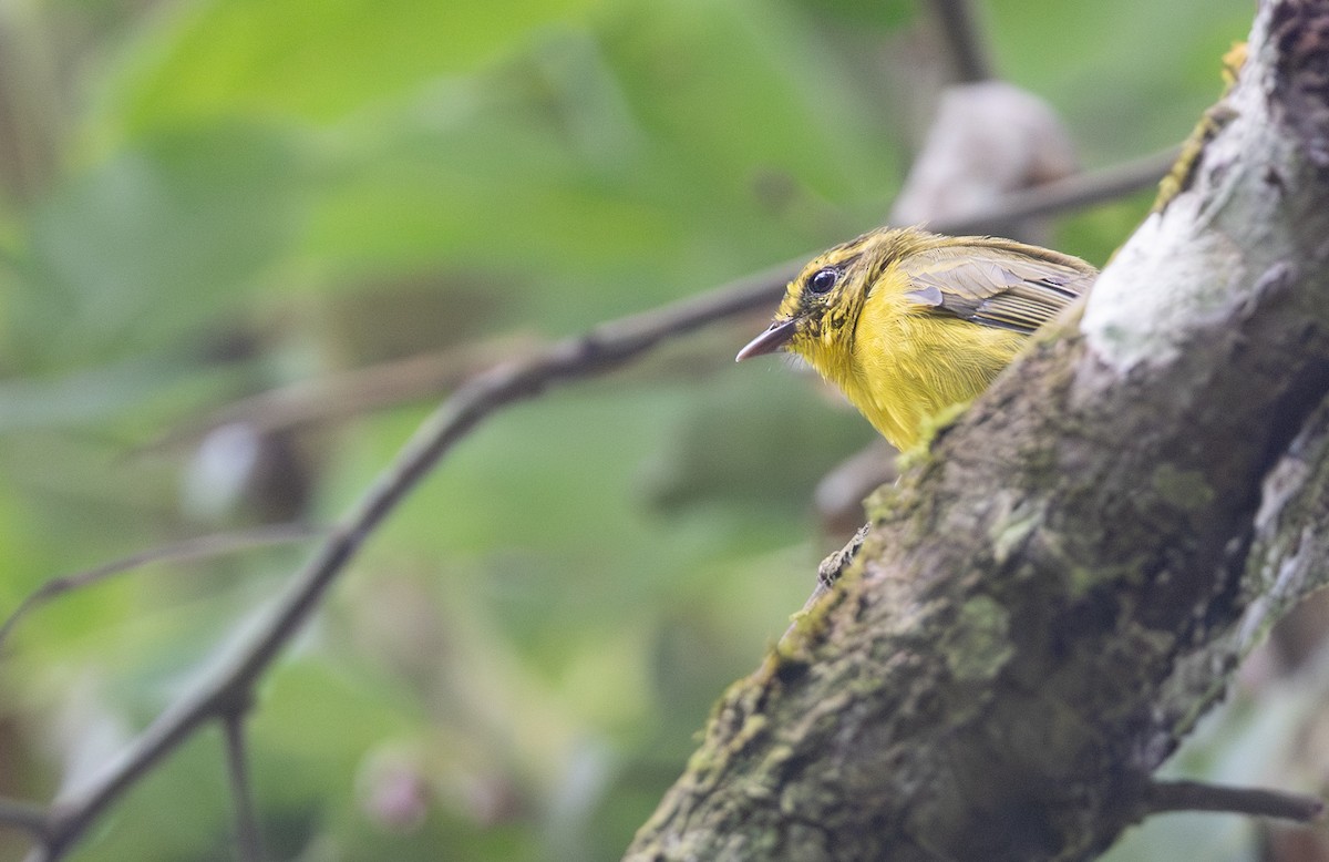 Reinita Ventridorada - ML648657775