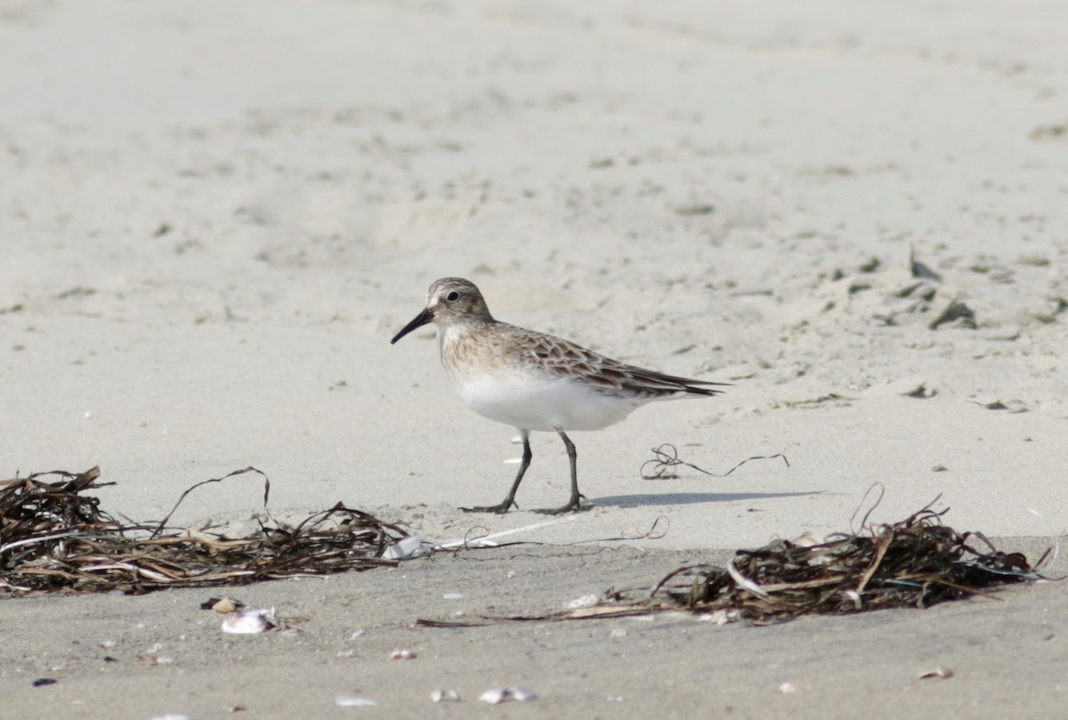 Baird's Sandpiper - ML64865781