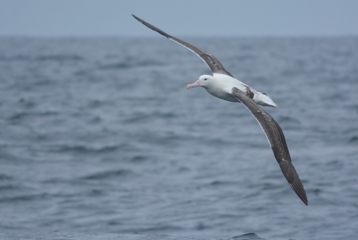 Albatros royal - ML648658198