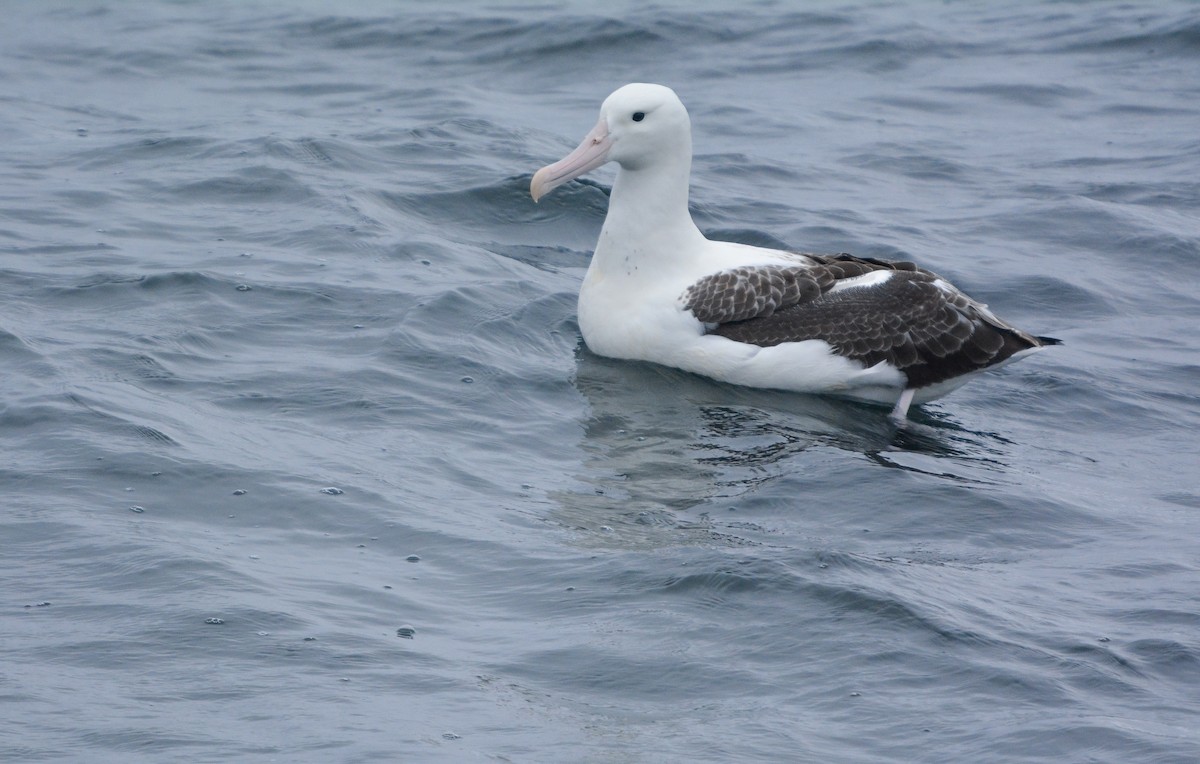 Albatros royal - ML648658200