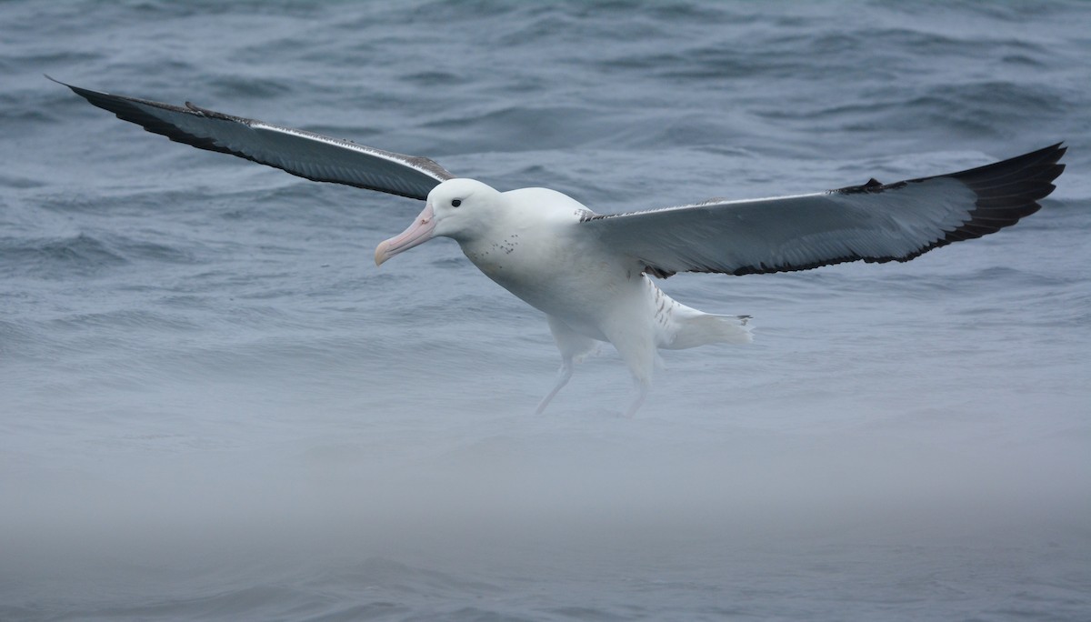 Albatros royal - ML648658201