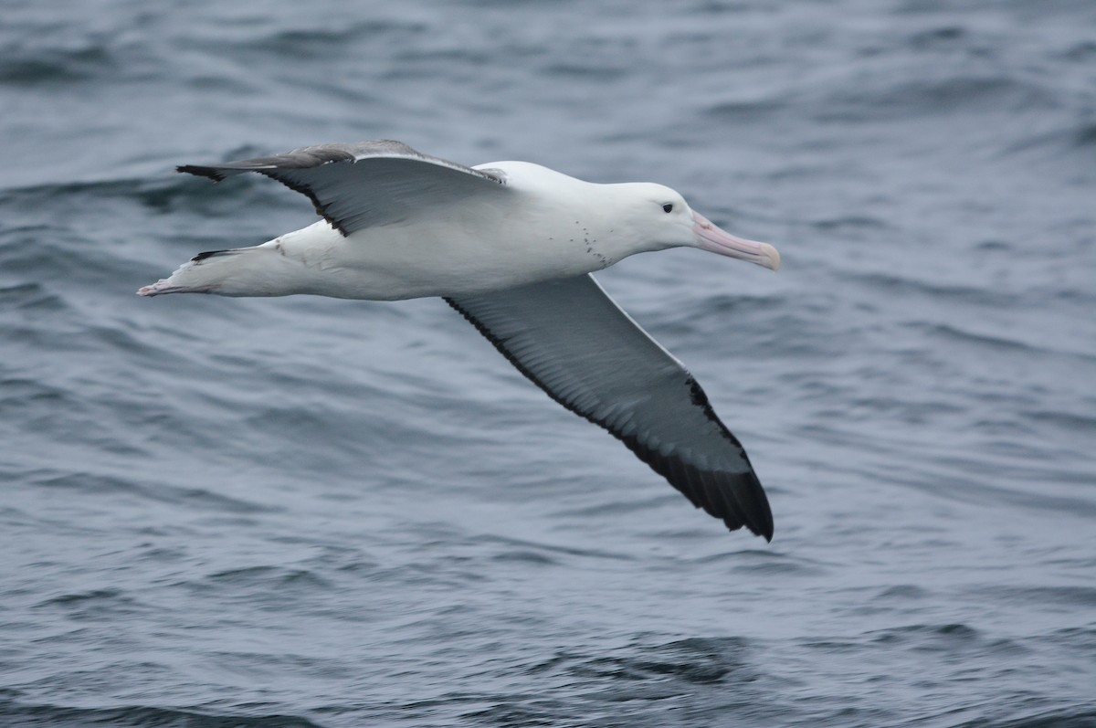 Albatros royal - ML648658203