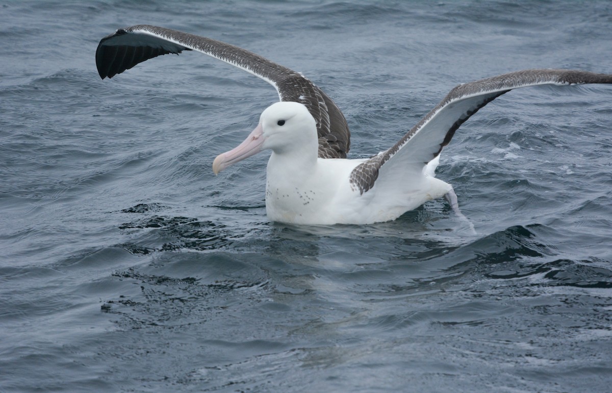 Albatros royal - ML648658204