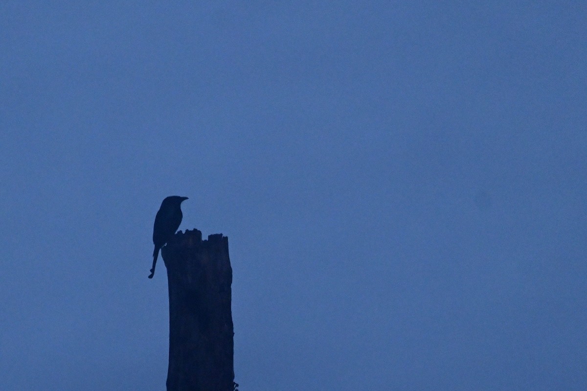 髮冠卷尾(borneensis) - ML648658232