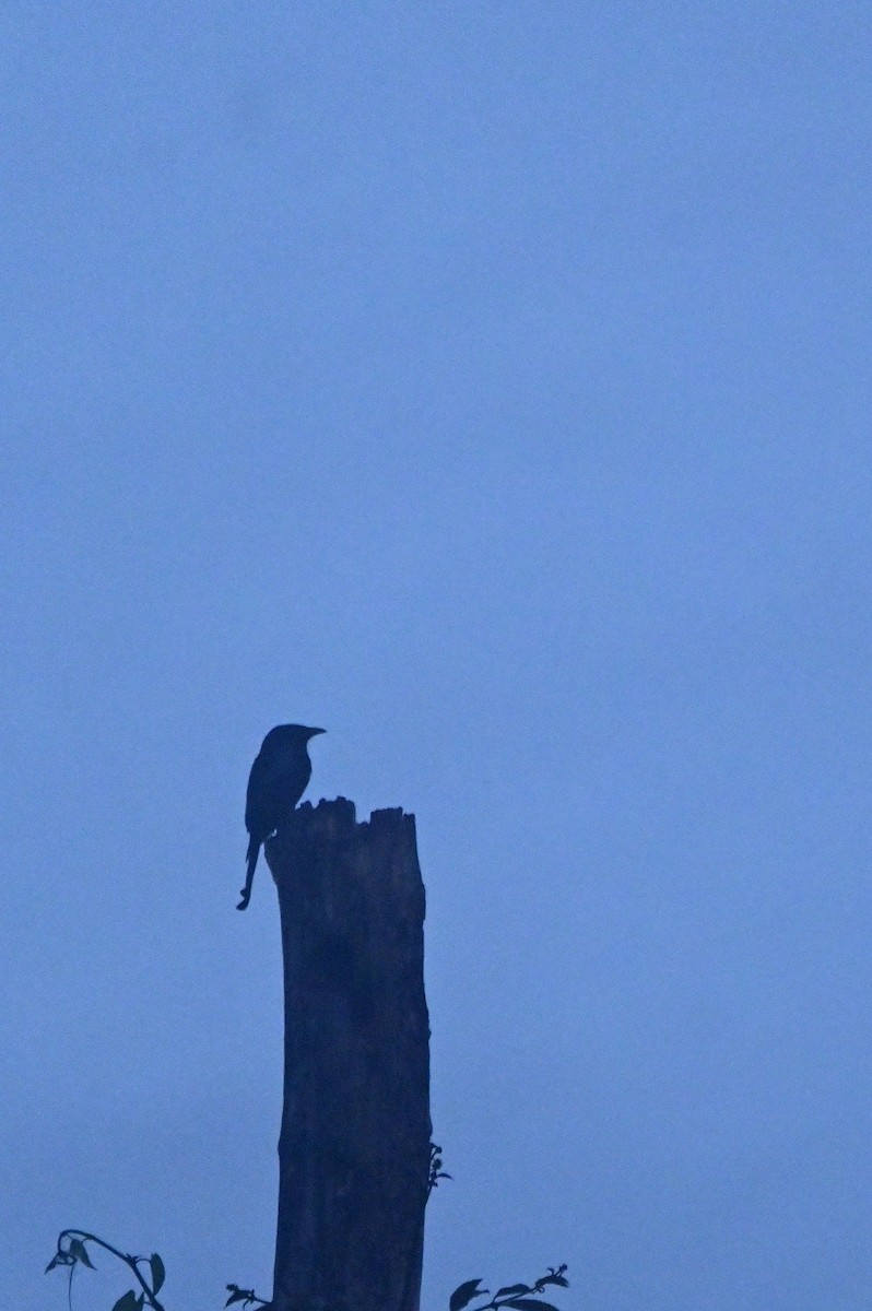 髮冠卷尾(borneensis) - ML648658242