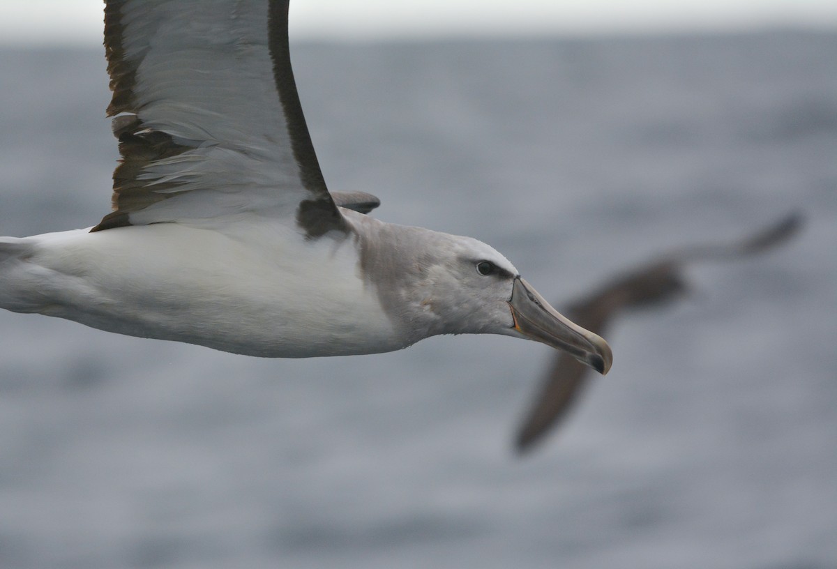 Albatros de Salvin - ML648658383