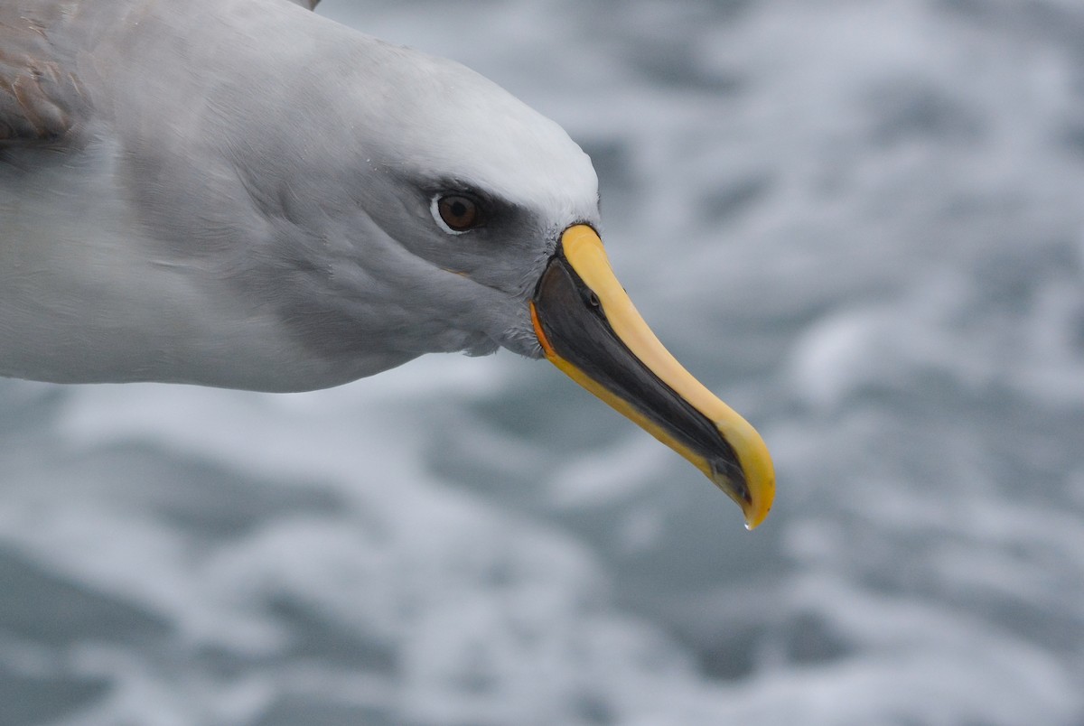 Albatros de Buller - ML648658433