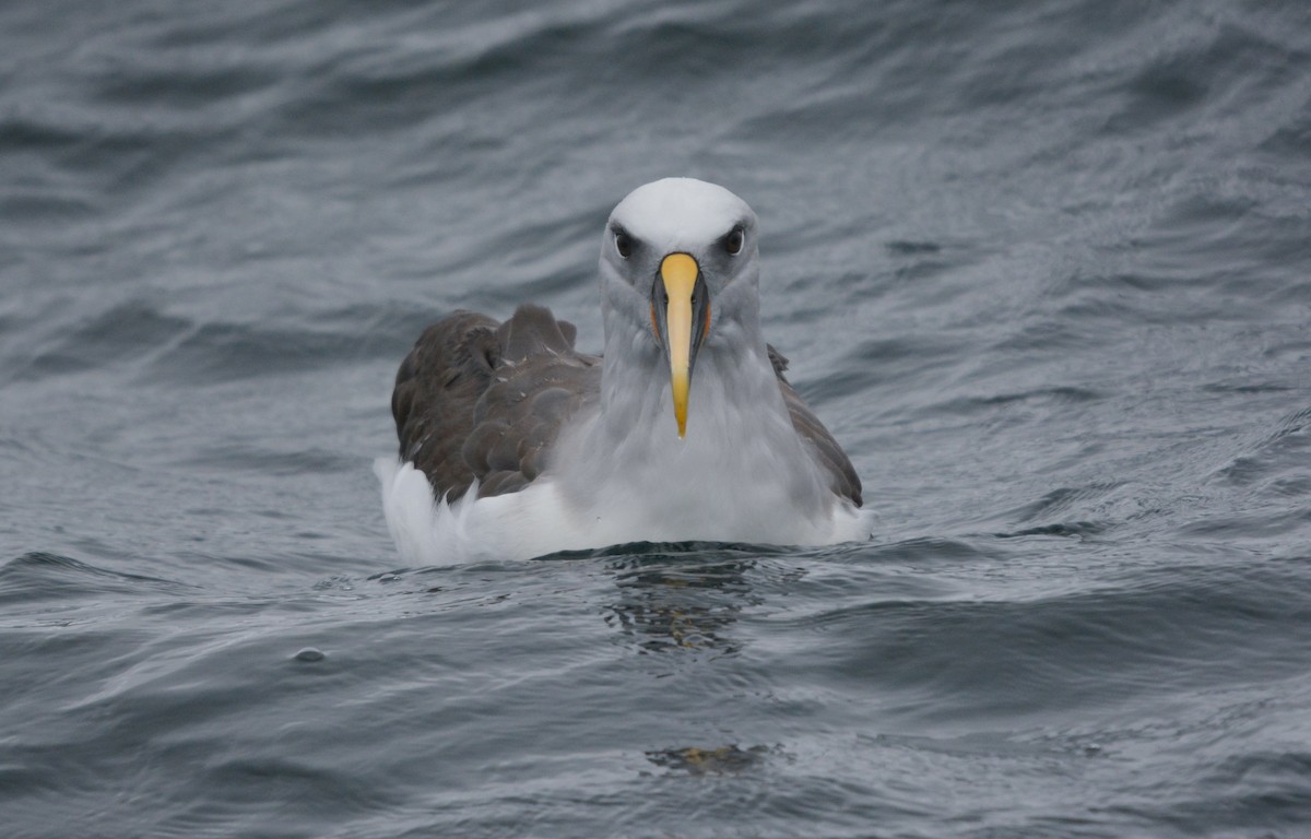 Albatros de Buller - ML648658434