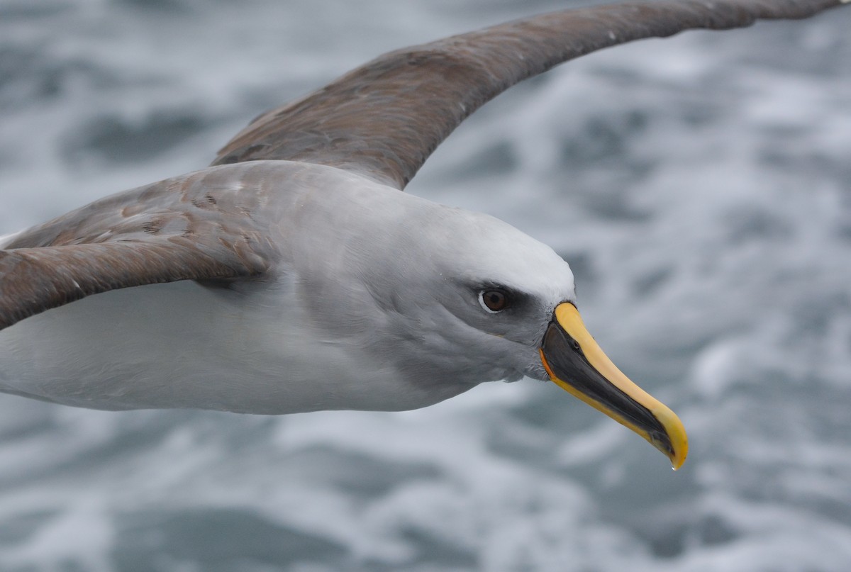 Albatros de Buller - ML648658435