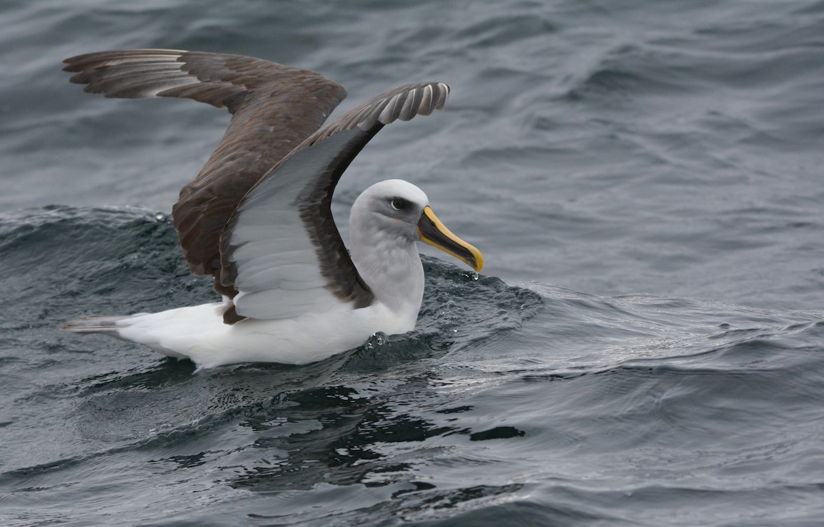 Albatros de Buller - ML648658436