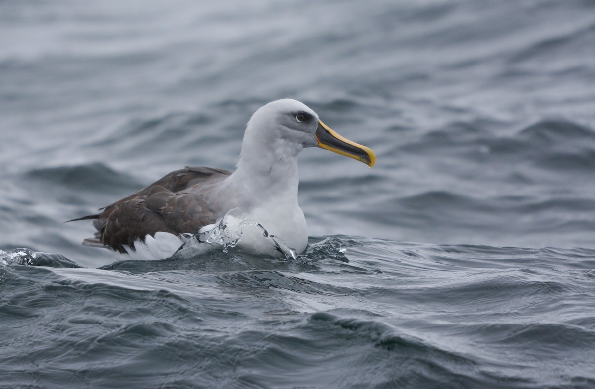 Albatros de Buller - ML648658437