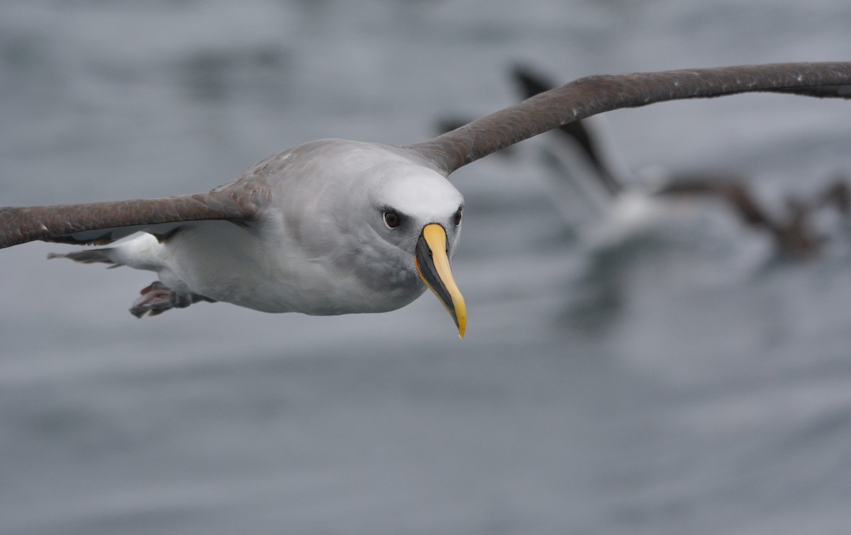 Albatros de Buller - ML648658438