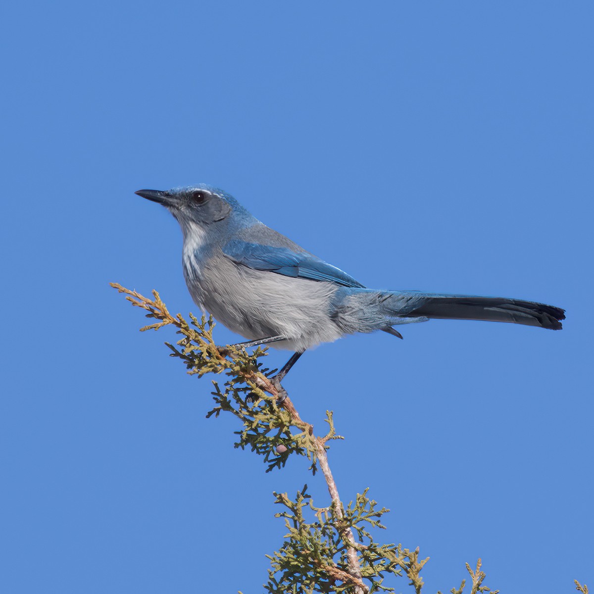 Chara de Woodhouse - ML648658440