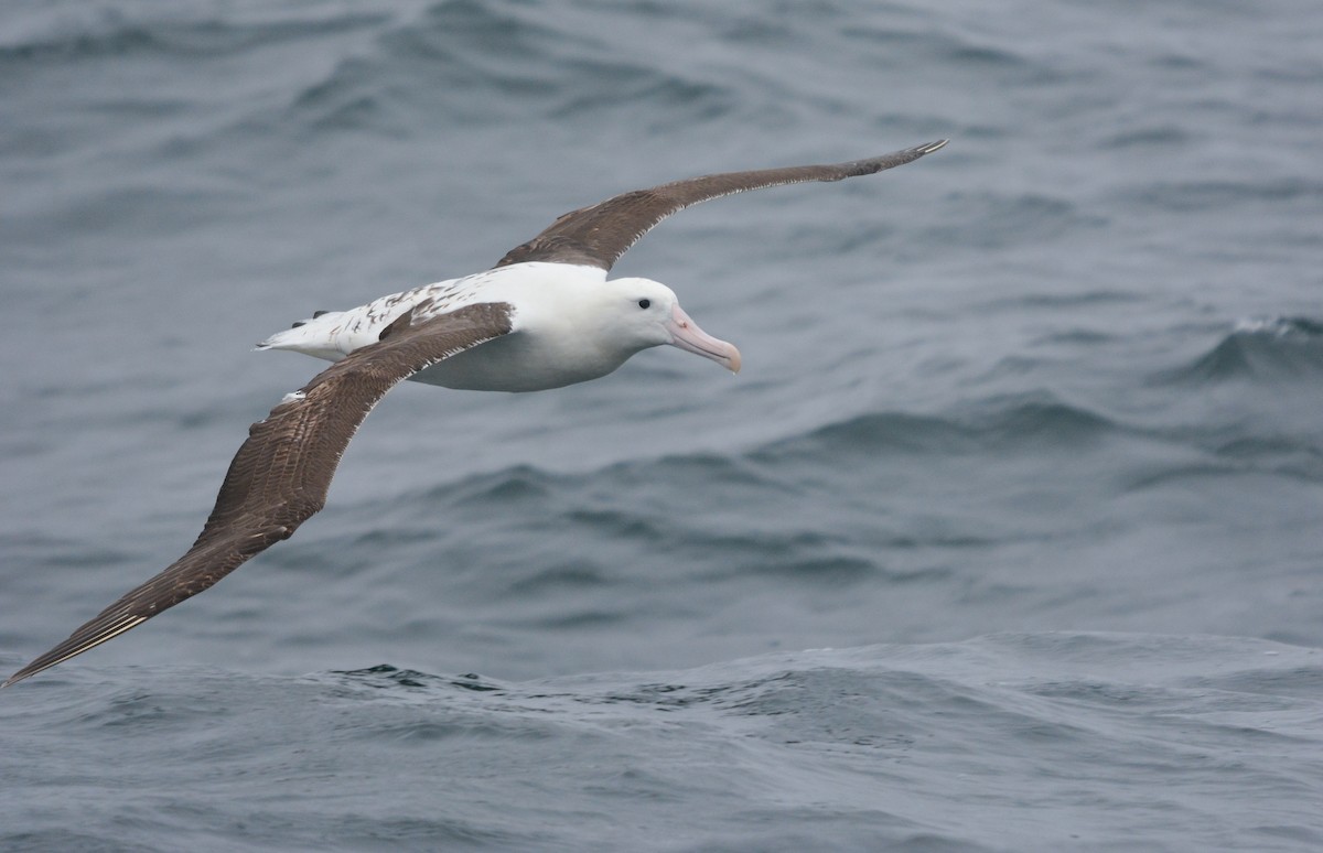 Albatros de Sanford - ML648658497