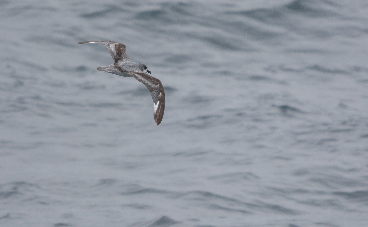 Pétrel de Filippi - ML648658556