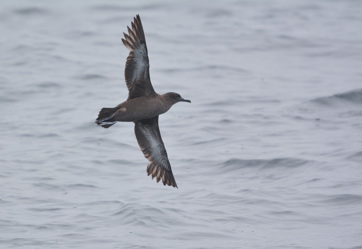 Puffin fuligineux - ML648658613