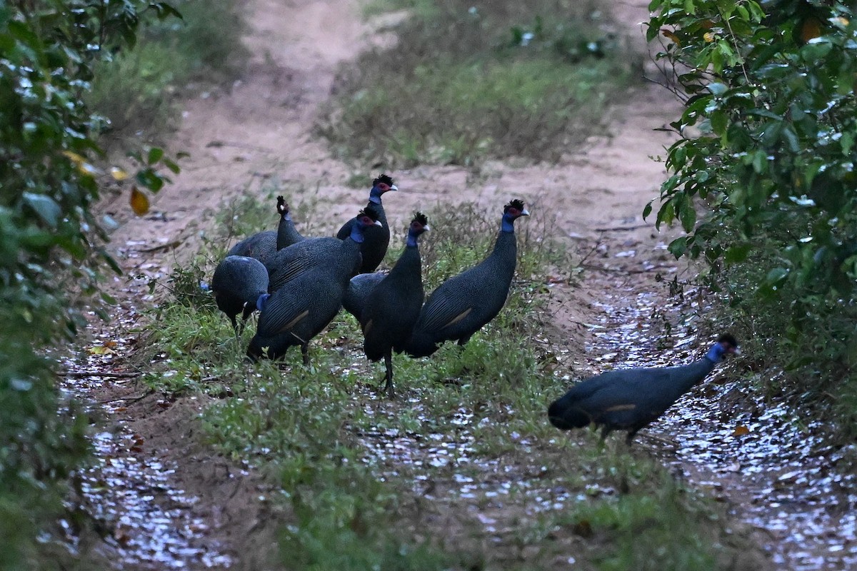 Eastern Crested Guineafowl - ML648658821
